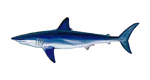 Mako Shark Source: Raver, Duane. http://images.fws.gov. U.S. Fish and Wildlife Service.