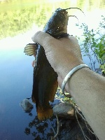 First catfish ever, followed by 5 more