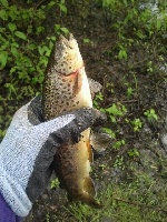 Strange trout in Beaver Brook Fishing Report