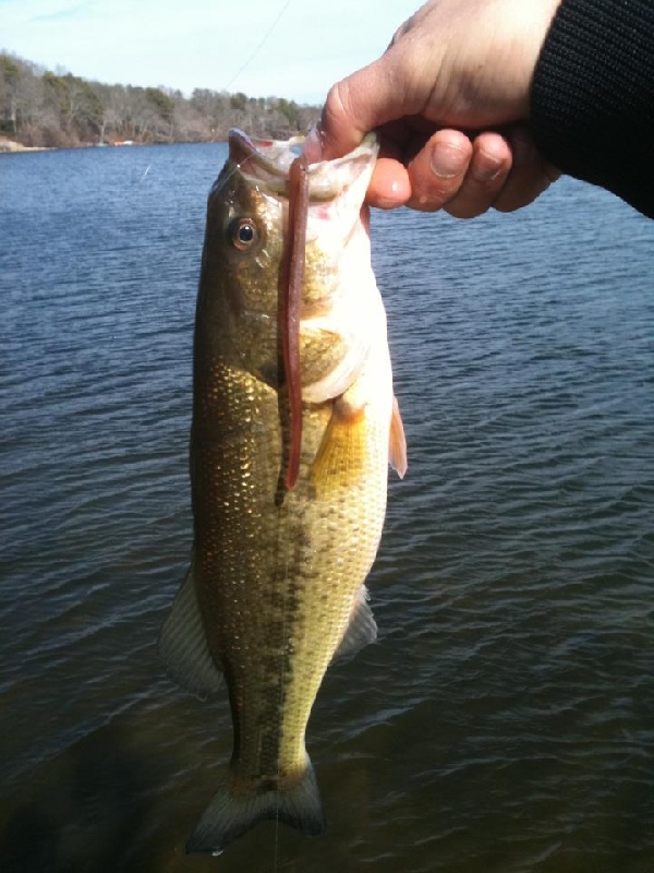 Oak Bluffs fishing photo 2