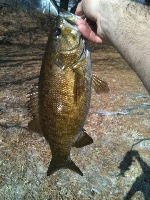 first smallie of the year! Fishing Report