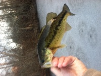 First ice bass 2013 Fishing Report