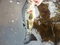 Another chunky bass