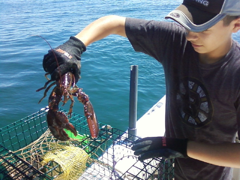 Lobsters from the Traps