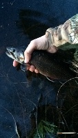 First fish from Indian head river; the search for a brown continues 
