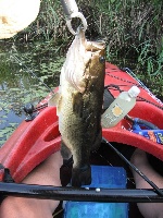 Charles River, Dedham, 7/12/2012 Fishing Report