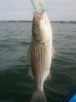 Quincy Bay 8/19/2012 Fishing Report