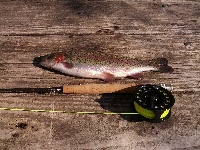 Trout-O-Rama Fishing Report