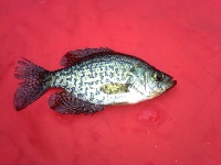Johnson's Pond Raynham MA Fishing Report