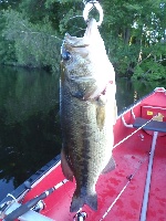 Reeds Pond, Rockland, MA Fishing Report