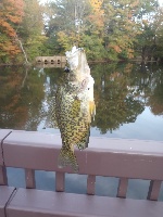 Forge Pond, Hanover 10/8/13 Fishing Report