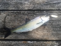 Charles River slam!   Fishing Report