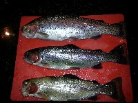 Trout with Nightcrawlers!