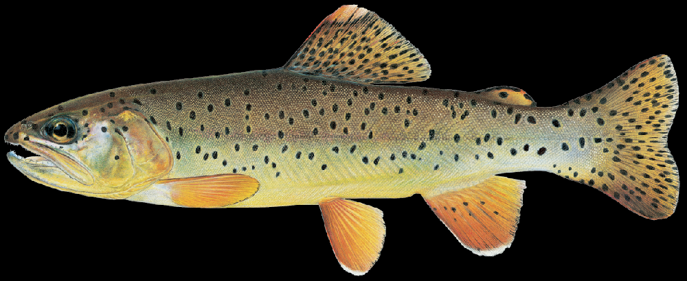 apache trout