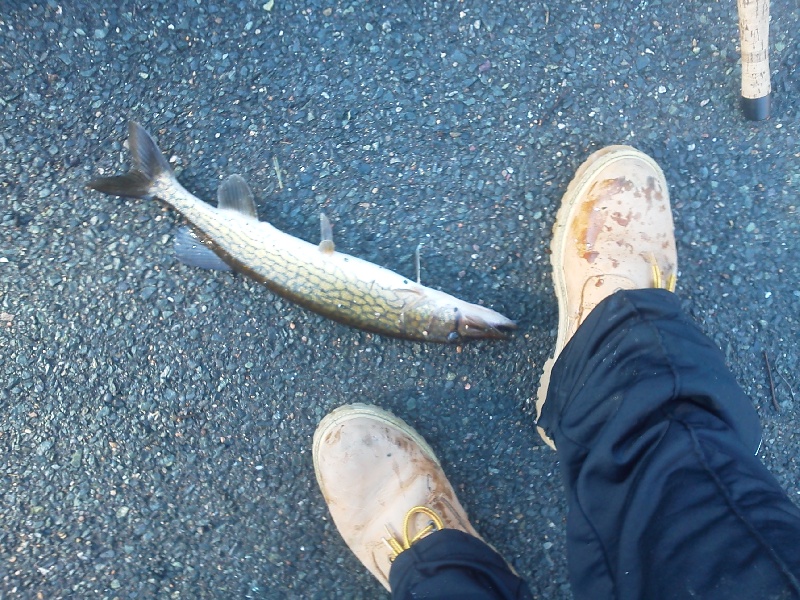 pikerel