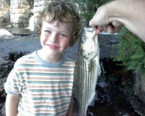 Small striper