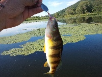 New Pond New Fish 8/20