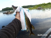 6-25-2015: Whitney Pond II Fishing Report