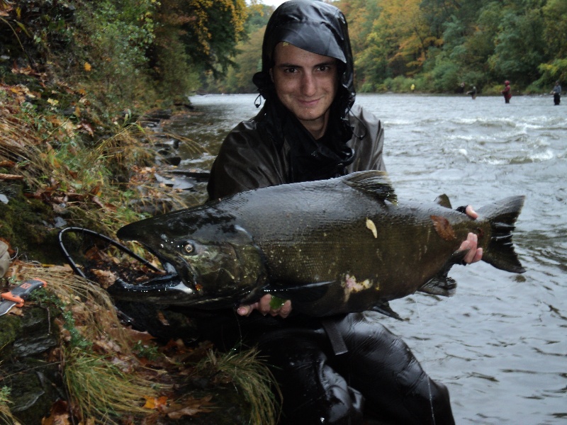 big male salmon in the rain2013