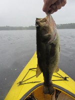 Rainy Day Bass at Farm Pond 