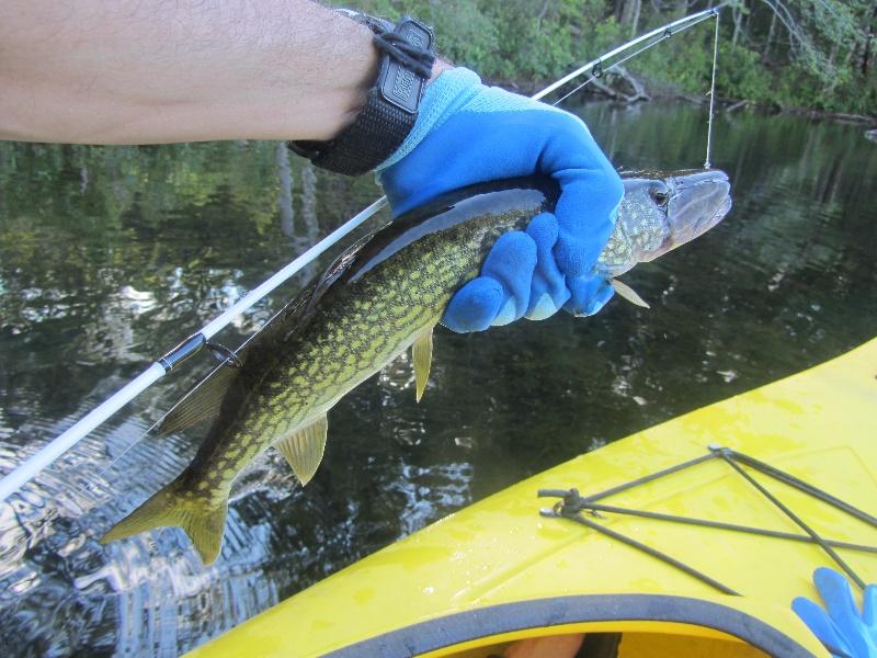 15 inch pickerel taken on senko