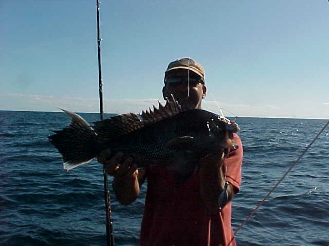 Huge Sea Bass