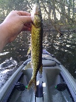 Spy Pond & Quarter Mile Pond 5-1-11 Fishing Report