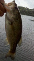 Pretty much a skunked trip...  Caught my 100th fish of 2011 today though. Fishing Report