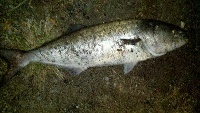 JFK UMASS Boston Bluefish Fishing Report