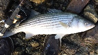 Striped bass... Fall run....  Fishing Report
