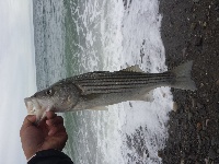 Some schoolies and a giant, lost fish.  Fishing Report