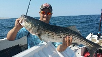Striper Wolf Pack--Woods Hole, Race Point--whole new way to catch stripies Fishing Report