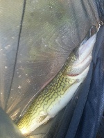 Honey Hole paying off Fishing Report