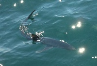 Big Blue Shark on my Striper Pole Fishing Report