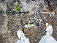 7/31/09 - Sudbury Reservoir - Southboro, MA Fishing Report