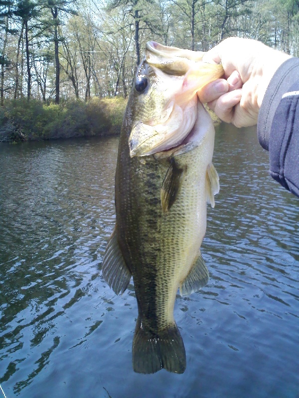 3 lbs even. Blind fished off a bed.