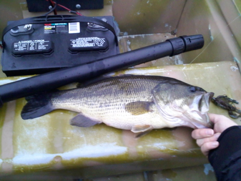 Big fish of the day, 3lb 7oz near Waltham