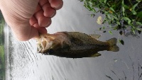 two 6-7 inch in ell pond Fishing Report
