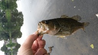 ell pond take 2 Fishing Report