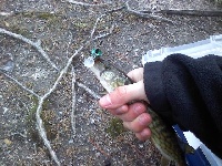 FIRST CATCH OF THE SEASON  Fishing Report