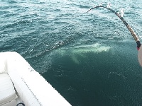 Giant Blue Shark off Plymouth, MA
