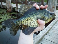 A Crappie day at Turtle Pond!