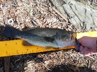 First Bass of the Year!