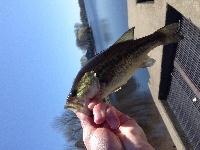 Some more bass at Falls Pond