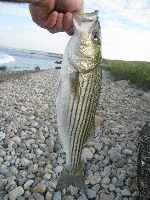 Gooseberry neck/island Fishing Report