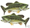 Central Mass Bass Anglers