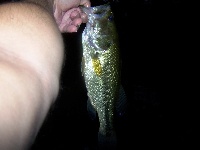7/15/11 to 7/29/11 (more bass and pics)