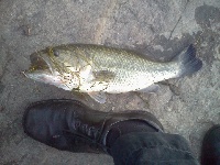 18-inch Bass at Sunset from Spy Pond, Linwood Street