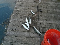 Beverly fishing pier Fishing Report