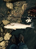 Snowy afternoon stripers Fishing Report